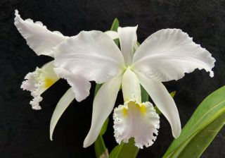 Rare Cattleya Orchids - C Mossiae Coerulea 