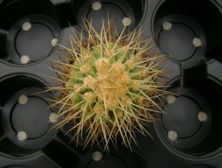 Copiapoa cinerea ssp.  haseltoniana (gigantea) OWN ROOTS Rare Cactus 00908 2