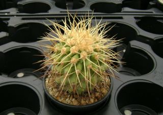 Copiapoa cinerea ssp.  haseltoniana (gigantea) OWN ROOTS Rare Cactus 00908 3