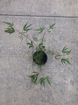 Rare Acer Palmatum ‘Aoyagi Gawa’ japanese maple tree 1 Gal. 2