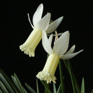 Narcissus Wee Nod Very Rare Miniature Exhibition Daffodil