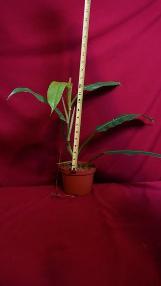 Philodendron Bonifaziae Rare Aroid Plant Anthurium Monstera 2