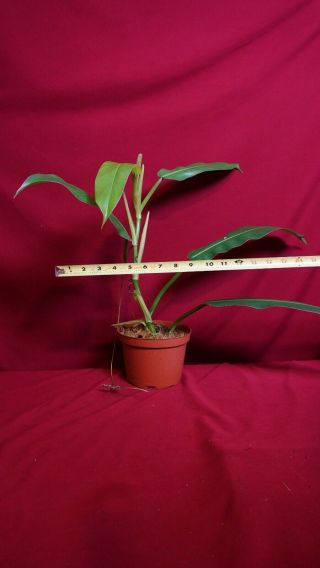 Philodendron Bonifaziae Rare Aroid Plant Anthurium Monstera 3