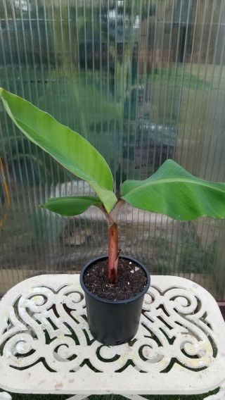 Rare Delicious Red Brazilian Dwarf Banana Plant Musa