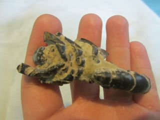 Rare Quality Thalassina Sp.  Mud/mangrove Lobster W/ Preserved Head