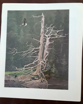 Frances Lee Jaques - " Bald Eagle,  Cy Press ",  - Bird Print - Offset Lithograph 11.  5x10