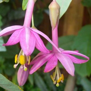 Rare,  Endangered Passiflora Luzmarina - Blooms