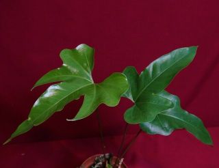 Anthurium Pedatum Rare Aroid Philodendron Monstera