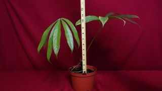 Anthurium Eminens Rare Aroid Plant Philodendron Monstera 3