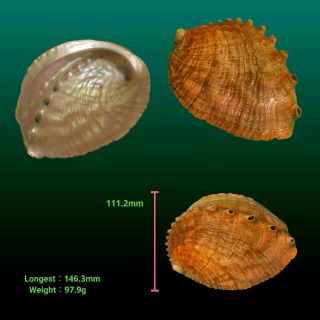 Japanese sea shells　Haliotis madaka 146.  3mm NATURAL　Rare abalone shell 3