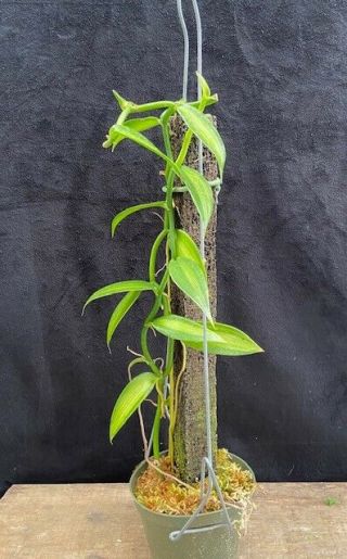 Rare Orchids - Vanilla Planifolia 