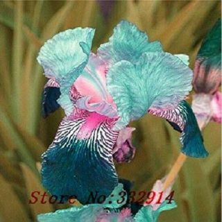 2 Pink Iris Bulbs Popular Perennial Resistant Flower Bonsai Stunning Rare Garden