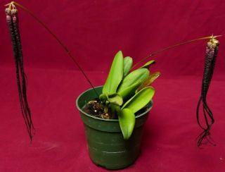 Rare Orchid Bulbophyllum Treschii 4 " Pot Hnr