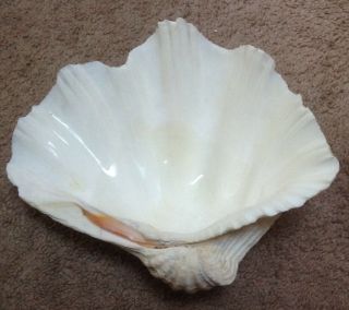 Vintage Giant Natural Clam Shell Tridacna Gigas Seashell Rare 10 " X 9 "
