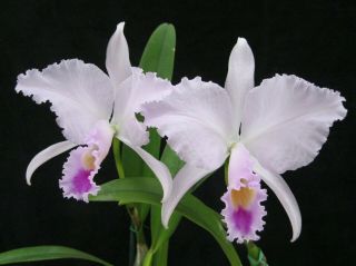 Rare Cattleya Orchids - C Trianaei 