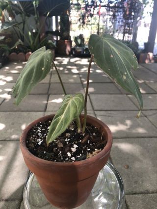 Philodendron Gloriosum Starter Plant/rare Aroid/collector