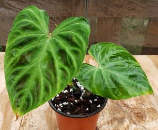 Philodendron Verrucosum Rare Aroid Velvety Leaves Healthy Plant
