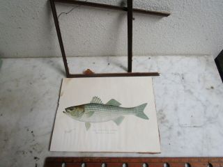 1900 Denton Striped Bass Fish Print Chromo Lithograph Old Antique Rare