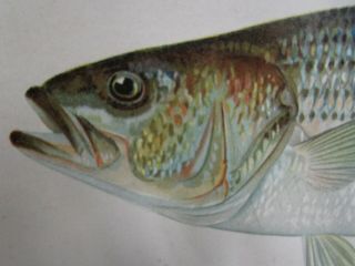 1900 Denton Striped Bass Fish Print Chromo Lithograph Old Antique Rare 2