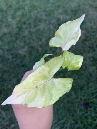 Rare Syngonium Ngern Lai Ma Cultivar Aroid Arrowhead Plant