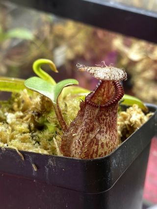 Nepenthes Robcantelyi X Hamata Rooted Basal Rare