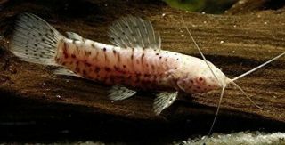 Marbled Albino Hoplo Catfish - Live Freshwater Cat Fish Rare