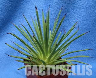 Nataellis E217m Agave Striata Compact Form,  Rare Succulent Plant