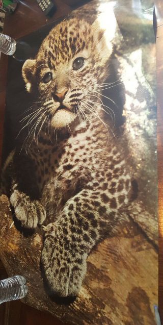 Leopard Cub Kitten Cat Poster 24 X 36