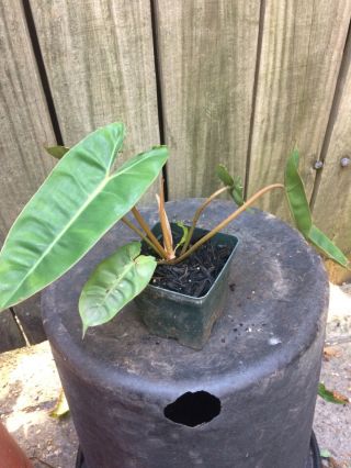 Philodendron Billietiae (4) Inch Potted Healty Plant Rare