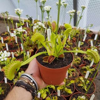 Dionaea Muscipula GJ Giant Form Carnivorous Plant Venus Flytrap VERY RARE GIANT 2