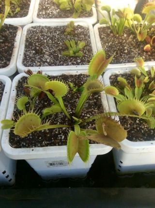 Dionaea Muscipula GJ Giant Form Carnivorous Plant Venus Flytrap VERY RARE GIANT 3
