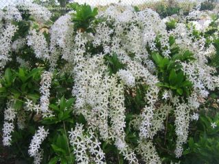 White Queens Wreath Vine Petrea Volubilis Rare Quart Plant