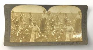Antique Stereoview Card 1907 - Black Americans Cotton Plantation - Dallas Texas