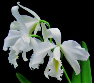 Rare Cattleya Orchids - C Maxima Alba 
