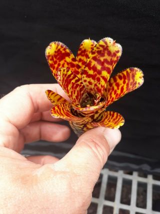 Rare Bromeliad Live Plant Dwarf Mini Red Small Miniature Ornamental Neoregelia