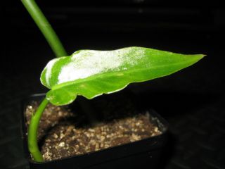 Last 1 Rare Philodendron 