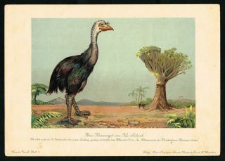 1900 Extinct Giant Moa Bird,  Zealand,  Antique Print - F.  John