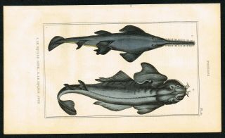 1844 Sawshark,  Hand - Colored Antique Engraving Print - Lacepede Natural History