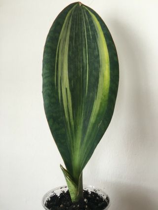 Variegated Whale Fin - - The Rare & Easy To Grow Version Of The Snake House Plant