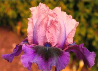 Rare Iris Bulbs Perennial 2 Flowers Resistant Hardy Reblooming Rhizomes Plants