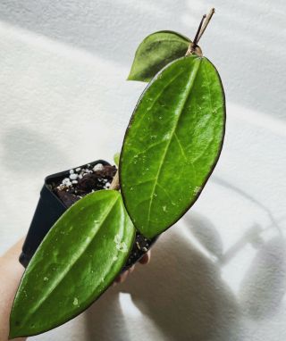 Hoya Sp.  Epc 301.  Rare Hoya.  Fully Rooted Plant.  Rarely Offered.  Growth