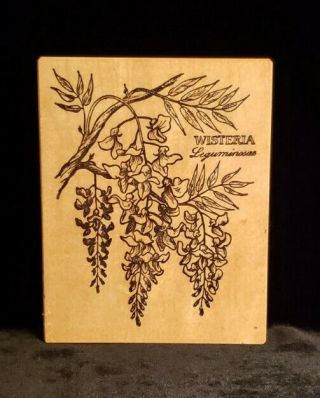 Botanical Wisteria Flowers Rubber Stamp By Psx K - 648