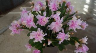 Rare " White Rose " Cultivar Christmas Cactus Schlumbergera Truncata Zygo Plant