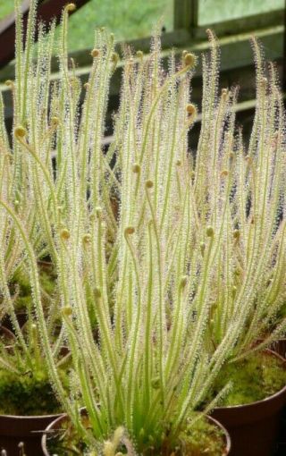 Drosera Filiformis Ssp.  Filiformis,  Carnivorous Plant 20 Seeds Temperate Sundew