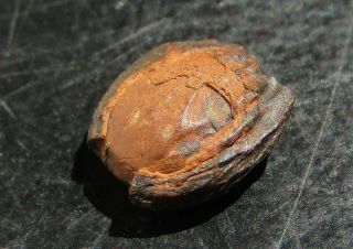 - Top - - - Top - - Very Rare Fossil Seed.  Cretaceous.  Mexico.  Nºme04