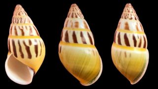 Tree Snail Amphidromus Species (pattern,  Rare)