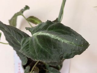 Rare Aroid: Syngonium Rayii Plant