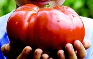 Tomato Monster - 500 Seeds - Giant Fruit Rare - Exotic - Organic - - Bulk