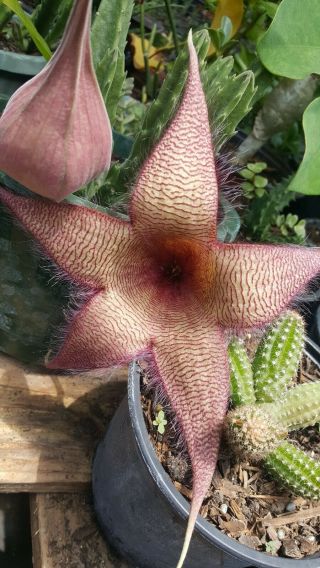 Stapelia Gigantea Starfish Cactus Rare Huernia Succulents Plants
