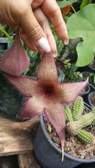 Stapelia Gigantea Starfish Cactus RARE huernia Succulents Plants 2